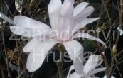 cholan hvzdovit - Magnolia stellata