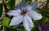 plamnek Snow Queen - Clematis Snow Queen