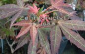 javor dlanitolist Atropurpureum - Acer palmatum Atropurpureum