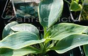 bohyka Frances Williams - Hosta sieboldiana Frances Williams