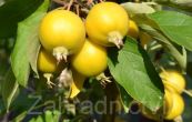 jablo Golden Hornet - Malus Golden Hornet