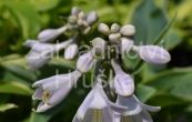 bohyka Flavocircinalis - Hosta sieboldiana var. sieboldiana Flavocircinalis