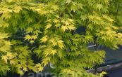 javor dlanitolist Orange Dream - Acer palmatum Orange Dream