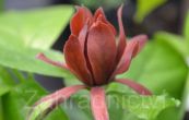 sazank kvtnat - Calycanthus floridus