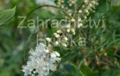 jochovec ololist Pink Spire - Clethra alnifolia Pink Spire