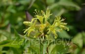 zanice Butterfly - Diervilla sessilifolia Butterfly