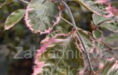 buk lesn Tricolor - Fagus sylvatica Tricolor