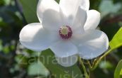 cholan - Magnolia sieboldii