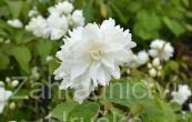 pustoryl Schneestrum - Philadelphus Schneestrum