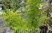 jerln japonsk Flaviramea - Sophora japonica Flaviramea