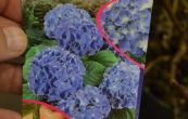 hortenzie velkolist Lavbla - Hydrangea macrophylla Lavbla