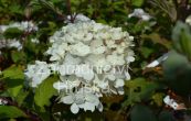 hortenzie latnat Vanille Fraise - Hydrangea paniculata Vanille Fraise