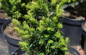 tis prostedn Strait Hedge - Taxus  media Strait Hedge