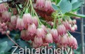 Enkiantus campanulatus Red Bells - Enkianthus campanulatus Red Bells