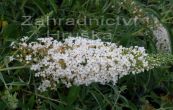 komule Davidova White Profusion - Buddleja davidii White Profusion