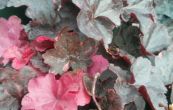 dluicha Midnight Rose - Heuchera Midnight Rose