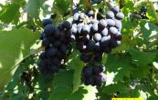 rva vinn Kodrjanka - Vitis vinifera Kodrjanka