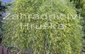 imink stromovit Walker - Caragana arborescens Walker