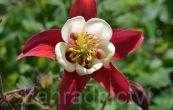 orlek zken Red Hobbit - Aquilegia caerulea Red Hobbit