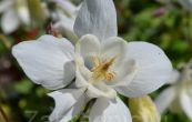 orlek Spring Magic White - Aquilegia Spring Magic White