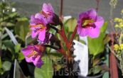 bergenie srdit Winterglut - Bergenia cordifolia Winterglut