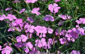 hvozdk kropenat Confetti Karminrosa - Dianthus deltoides Confetti Karminrosa