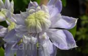 plamnek Blue Light - Clematis Blue Light