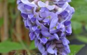 vistrie kovit Amethyst Falls - Wisteria frutescens Amethyst Falls