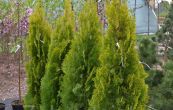 zeravec vchodn Pyramidalis Aurea - Thuja orientalis Pyramidalis Aurea