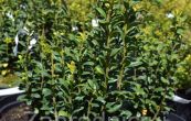 cesmna vroubkovan Fastigiata - Ilex crenata Fastigiata