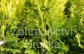 zerav obrovsk 4ever Goldy - Thuja plicata 4ever Goldy