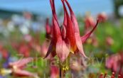 orlek kanadsk Little Lanterns - Aquilegia canadensis Little Lanterns