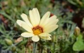 kopretina Sunshine Peach - Leucanthemum Sunshine Peach