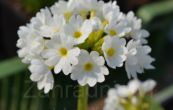 prvosenka Corolla White - Primula Corolla White