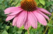 tapatka nachov Praire Splendor Rose - Echinacea purpurea Praire Splendor Rose