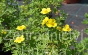 mochna kovit Yellow Bird - Potentilla fruticosa Yellow Bird