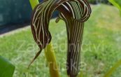 arizma Fargesova - Arisaema fargesii