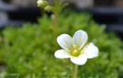 lomikmen Arendsv Touran White - Saxifraga  arendsii Touran White