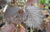 lska obecn Lombardsk erven - Corylus avellana Lombardsk erven