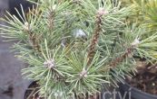 borovice kle Little Lady - Pinus mugo Little Lady