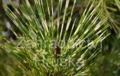 borovice hustokvt Oculus Draconis - Pinus densiflora Oculus Draconis