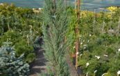 jalovec skaln Skyrocket - Juniperus scopulorum Skyrocket