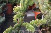 jedle vzneen Sherwoodii - Abies procera Sherwoodii