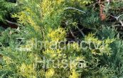 jalovec prostedn Blue and Gold - Juniperus  pfitzeriana Blue and Gold