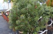 douglaska tisolist Hilside (na kmnku) - Pseudotsuga menziesii Hilside (na kmnku)