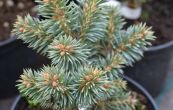 smrk pichlav Pali - Picea pungens Pali