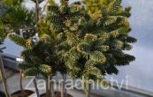 smrk ztepil Hana - Picea abies Hana