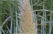 kortaderie Esperanta - Cortaderia Esperanta