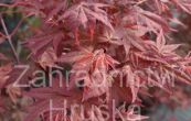 javor dlanitolist Corallinum - Acer palmatum Corallinum