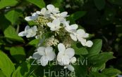 hortenzie latnat Magical Fire - Hydrangea paniculata Magical Fire